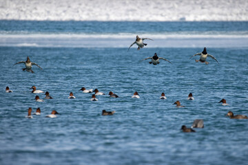 canvasback ducks in flight about to land on water.