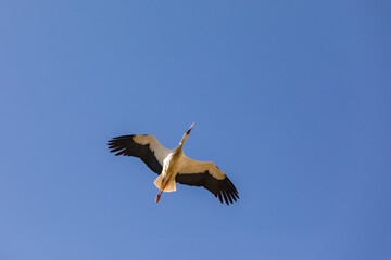 Fototapeta na wymiar Elegant fliegender Storch vor blauem Himmel direkt von unten