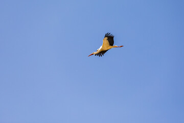 Fliegender Storch im Sturzflug wie ein Pfeil vor blauem Himmel