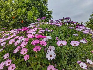 Obraz premium Bright spring flowers in the natural setting, countryside