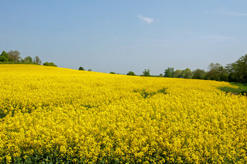 Obraz premium Canola fields in the summertime