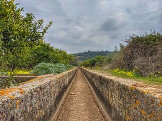 Bright spring flowers in the natural setting, countryside
