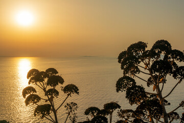 Plant silhouette with scenic sunset at sea