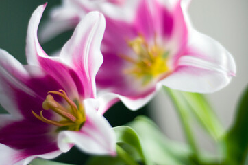 Fototapeta na wymiar white pink tulips