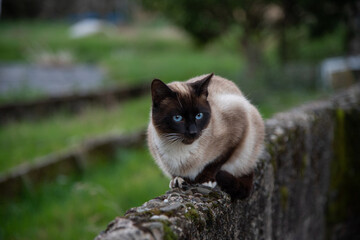 Gato siamés con ojos azules encima de un muro de piedra