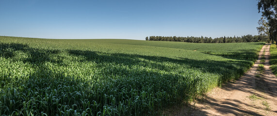 A wheat field in Northern Israel near Eitan settlement and the town of Kiryat Gat, Israel.  © MoVia1