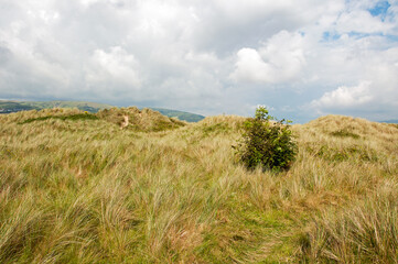 Sand dunes in the summertime