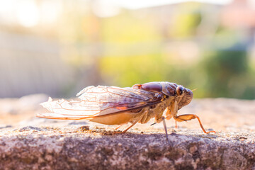 Close-up of cicada on a cement wall