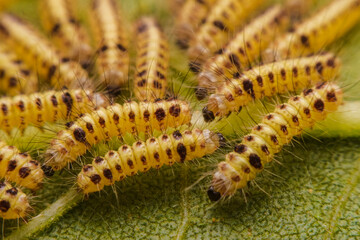 Closeup Butterfly caterpillars have a lot of hair on sunflower leaves.