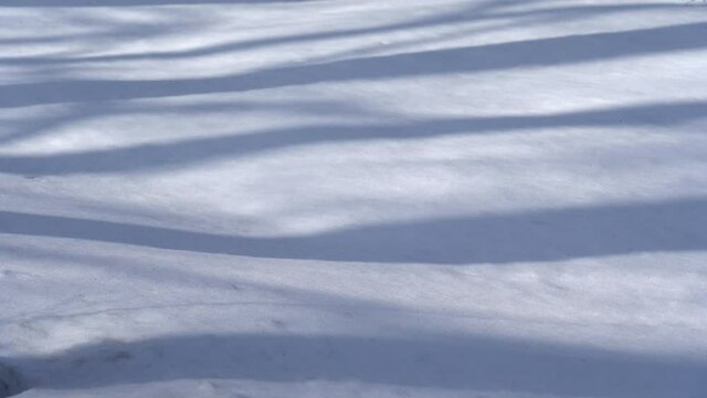 Beautiful winter snowy scenic landscape. Video timelapse of blue shadows of trees falling down on ground covered with white snow. Shadows slide along caused by motion of sunlight on winter sunny day
