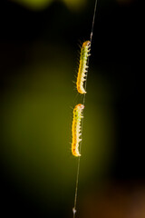 Close-up of a worm on a web