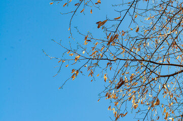 Branches and dry leaves in the sky background