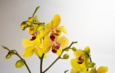 Beautiful tiger orchid on a gray background. Orchid flowers on a solid background.