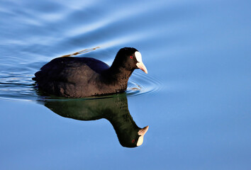 Eurasian coot (Fulica atra)
