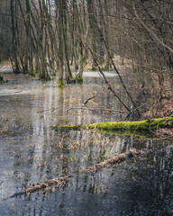 mokradło w Polskim lesie - Kampinoski Park Narodowy