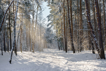 Pogodny zimowy dzień w lesie