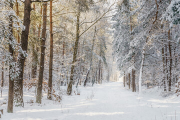 Śnieżny Polski las