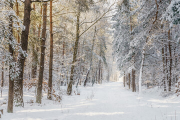 Śnieżny Polski las