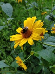 A bee sitting on a yellow flower, collecting pollen.