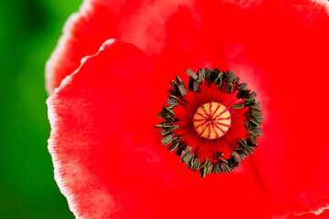 Into Poppy