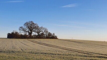 Fototapeta na wymiar tree in the field against blue winter sky