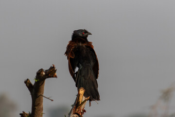 Greater coucal 