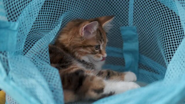 4k. small straight kurilian bobtail kitten sitting in toys basket