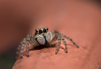 ragno, macro, insetto, natura, aracnide, animale, isolata, fauna, che salta, occhio, primo piano, marrone, bianco, web, bug, predatore, peloso, piccolo, aracnofobia, coscia, fobia, desolato, primo pia