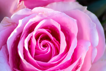 Fototapeta na wymiar Macro of a pink rose in full blow as valentines day bouquet with a blurred background and soft petals as tender decoration to show love and romance as floral ensemble and gift for mothers day greeting