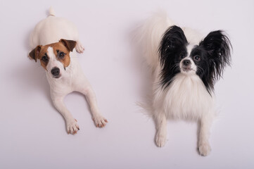 Two little cute dogs Jack Russell Terrier and Papillon breed on a white background