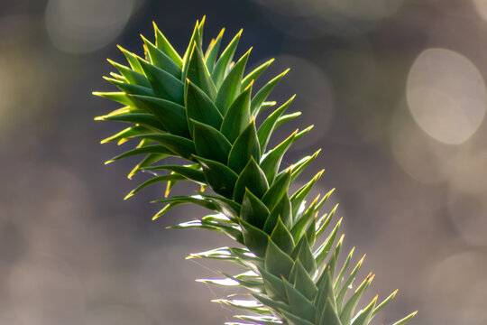 Details of a monkey-puzzle tree or araucaria chille succulent needles tree growing in European gardens as exotic vegetation with coniferous needles in beautiful backlight on a shiny spring day