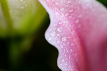 Petals and flower with droplet. Abstract close-up background with flower and natural minimal object.