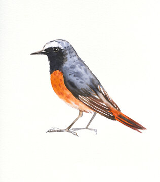 Hand drawn watercolor illustration bird Black redstart