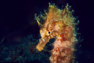 Retrato de un caballito de mar amarillo