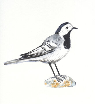Hand drawn watercolor illustration bird wagtail