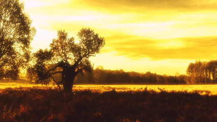 Morning sun creates a starburst through an oak tree - 418513142