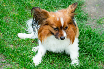beautiful dog of breed papillon, color - red-brown-white, portrait