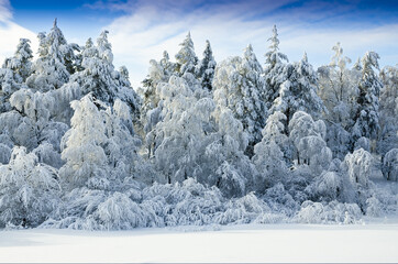 Winter snowy forest in the Ural mountains
