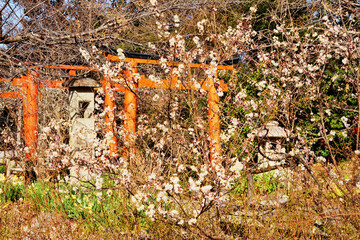 平野神社の桃桜と鳥居