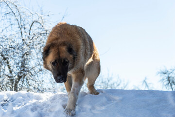 Dog Caucasian shepherd red color. Big face