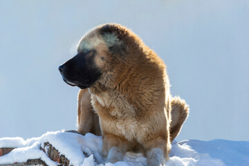 Dog Caucasian shepherd red color. Big face