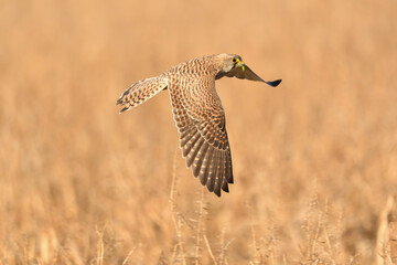Turmfalke 