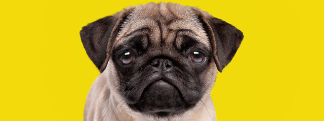 adorable puppy dog pug breed with sad and serious face