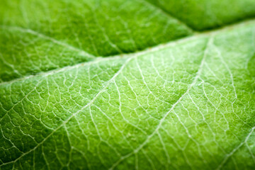 Extreme close-up of a apple leaf.