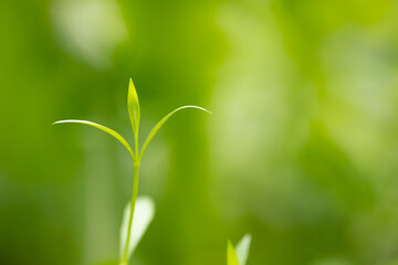 Young green sprout close-up on a background of tender greenery