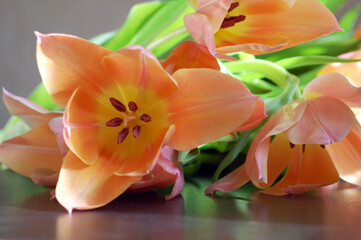 Bouquet of peach-colored tulips