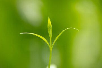 Young green sprout close-up on a background of tender greenery