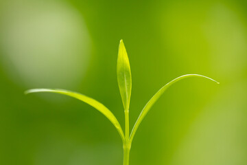 Young green sprout close-up on a background of tender greenery