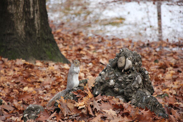 Obraz premium 181123-24 Турин Италия Turin Italy