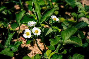 White blossoms of blooming strawberry plant
